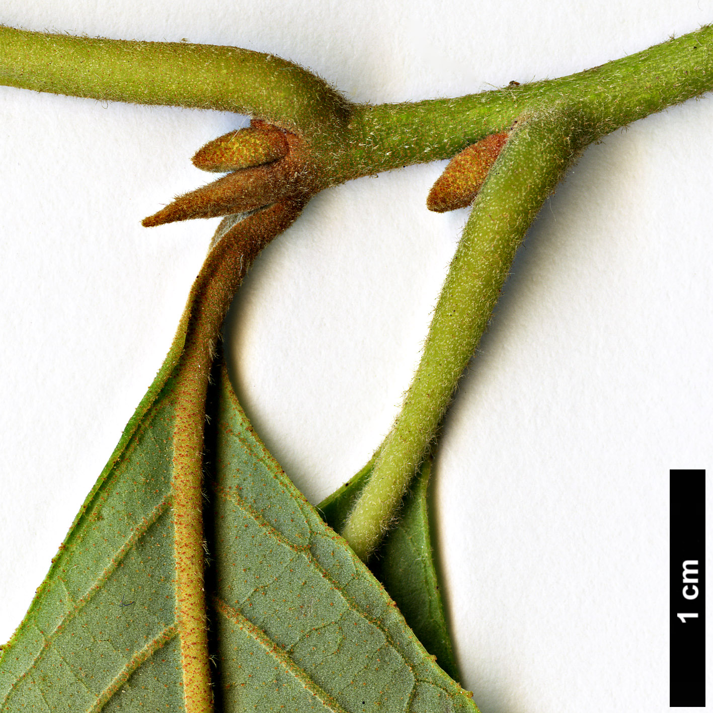 High resolution image: Family: Styracaceae - Genus: Pterostyrax - Taxon: psilophyllus